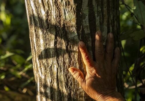 FAO / Cristian Palacios Felte
                          A mão de uma pessoa repousa sobre o tronco de uma árvore em uma floresta